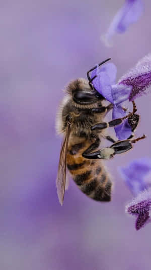 Bee Lavander Gathering Iphone Wallpaper