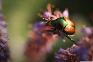 Beetle On The Move In Focus Wallpaper