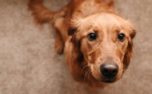 Begging Brown Dog Picture Wallpaper