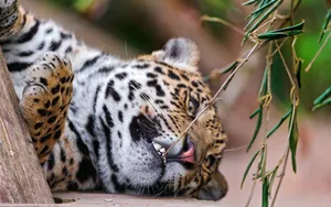 Beige Jaguar Cub Wallpaper