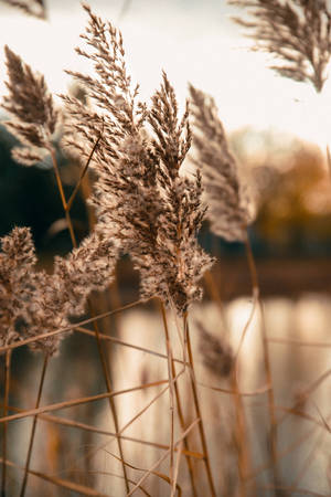 Beige Minimalist Wild Grass Wallpaper