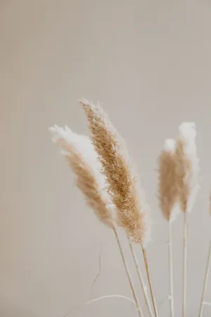 Beige Tail Grass Wallpaper