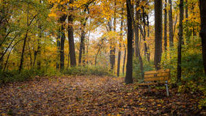 Bench In Park Wallpaper