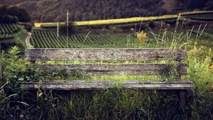 Bench Taken By Nature Wallpaper