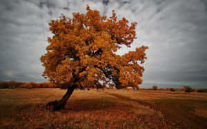 Bending Maple Tree For Dark Autumn Wallpaper