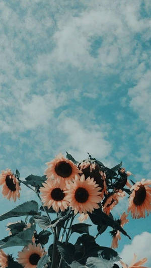 Bending Sunflowers Aesthetic Wallpaper