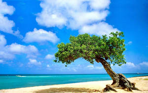 Bent Tree On Beach Wallpaper