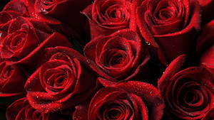 Best 4k Uhd Wet Red Roses Wallpaper