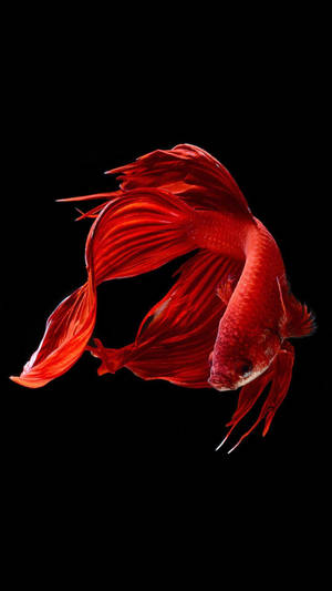 Betta Fish Iphone Ios 10 Wallpaper