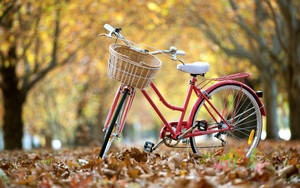 Bicycle On Fallen Leaves Wallpaper