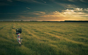 Bicycle On Verdant Pasture Wallpaper