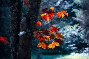 Big 3d Desktop Maple Leaves Wallpaper