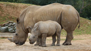 Big And Small Rhinoceros Wallpaper