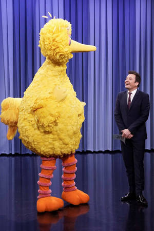 Big Bird And Jimmy Fallon Wallpaper