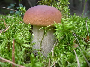 Big Brown Mushroom Wallpaper