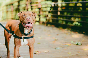 Big Brown Pitbull On Leash Wallpaper