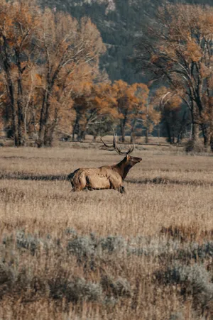 Big Buck In Nature Wallpaper