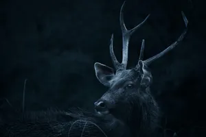 Big Buck Night Wallpaper