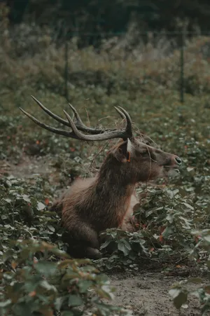 Big Buck On A Ground Wallpaper