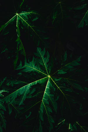 Big Dark Leaves Iphone Wallpaper