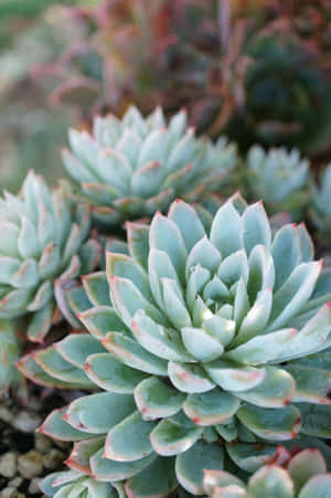 Big Green Succulent Iphone Wallpaper