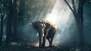 Big Happy Elephant Enjoying The Natural Surroundings Wallpaper