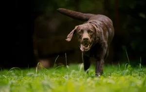 Big Labrador Dog Wallpaper