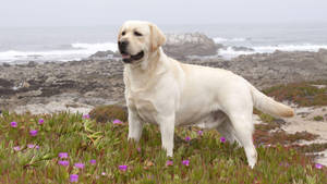 Big Labrador Dog Wallpaper