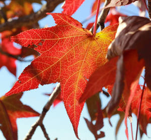 Big Maples Leaves Wallpaper