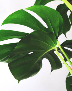 Big Philodendron Leaf Wallpaper