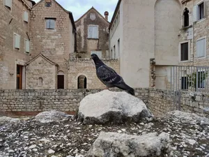 Bird At The Diocletians Palace Wallpaper