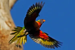 Bird In Flight Full Hd Wallpaper