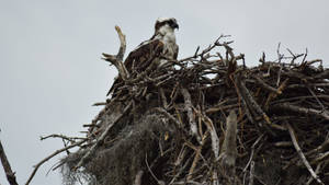 Bird On Nest Everglades National Park Wallpaper