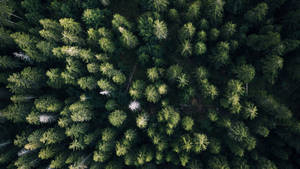 Bird's Eye Forest View Wallpaper