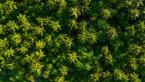 Bird's Eye-view Forest Background Wallpaper