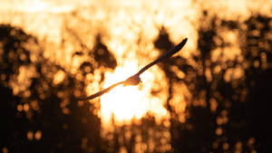 Bird Silhouette Everglades National Park Wallpaper