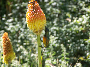 Bird With Endemic Plant Wallpaper