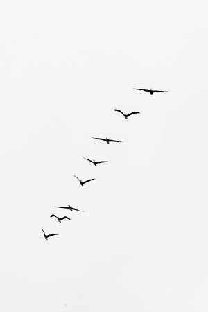 Birds Flying In One Line Wallpaper