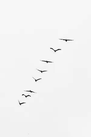 Birds Flying In One Line Wallpaper