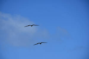 Birds Flying In Venezuela Wallpaper