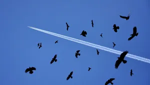 Birds Flying Under The Jet Contrails Wallpaper