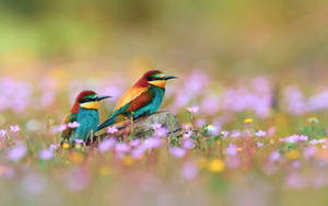 Birds In Spring Flowers Field Wallpaper