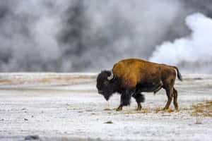 Bisonin Winter Steam Vents Wallpaper