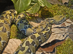 Bitis Mountain Viper Common Name Wallpaper