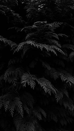 Black Aesthetic Phone Plant Leaves Wallpaper