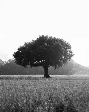 Black Aesthetic Tree Art Wallpaper