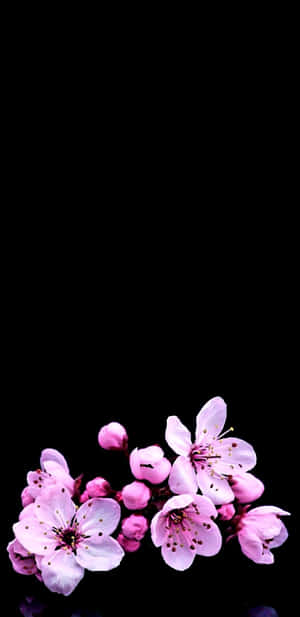 Black And Dark Cherry Blossom Wallpaper