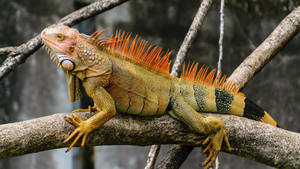 Black And Green Iguana Wallpaper