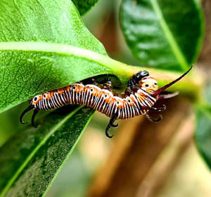 Black And Orange Caterpillar Insect Wallpaper
