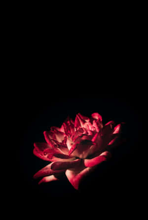 Black And Pink Iphone Rose Flower Wallpaper